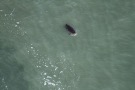 Missing Picture